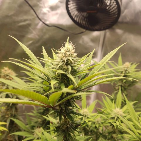 Purple kush growlog timeline photo