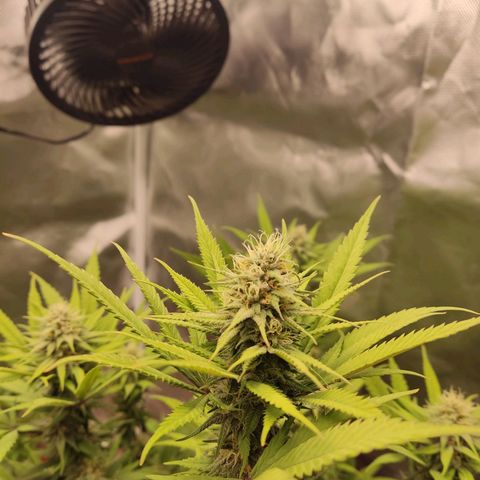 Purple kush growlog timeline photo