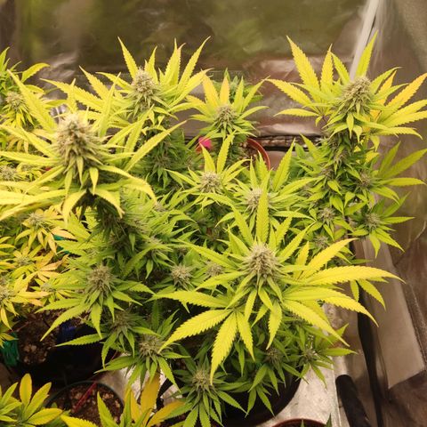 Purple kush growlog photo: Ak 2