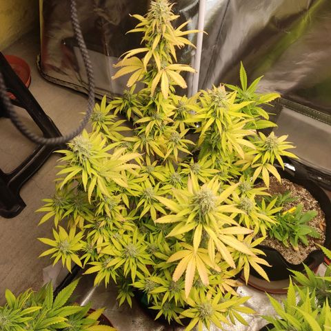 Purple kush growlog photo: Ak 1