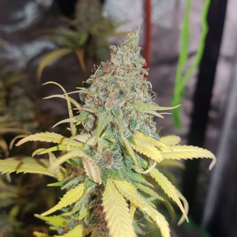 Purple kush growlog timeline photo