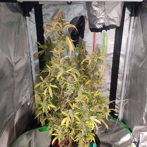 Purple kush growlog timeline photo