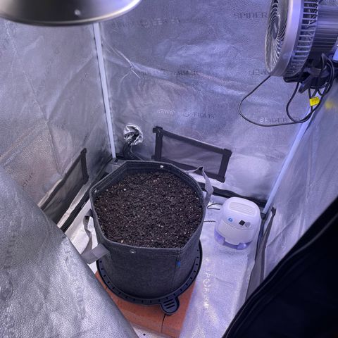 Sophie growlog photo: Sowing seed