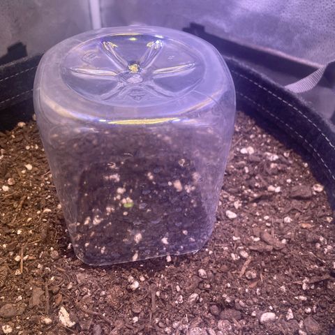 Sophie growlog photo: She popped. Adjusted lighting spectrum towards blue to encourage bushy growth and decrease stretch. 