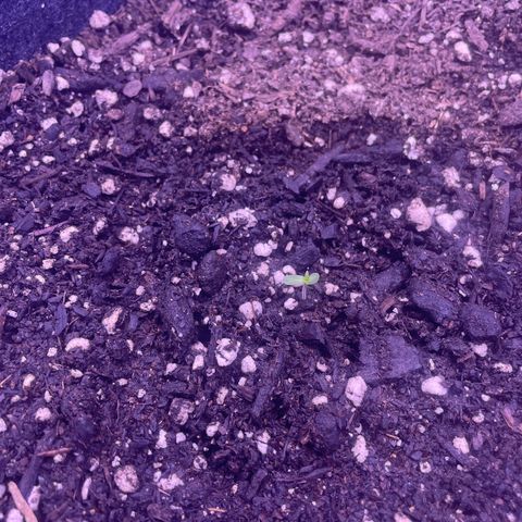 Sophie growlog photo: She popped. Adjusted lighting spectrum towards blue to encourage bushy growth and decrease stretch. 