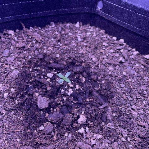 Sophie growlog photo: Daily progress pic. 