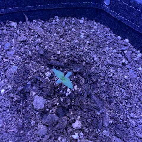 Sophie growlog photo: Miss you Sophie heart ❤️ ❤️ ❤️ 