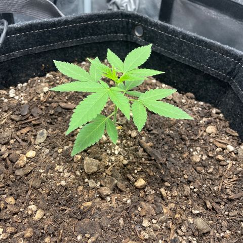 Sophie growlog photo: Leeeeedle ❤️
