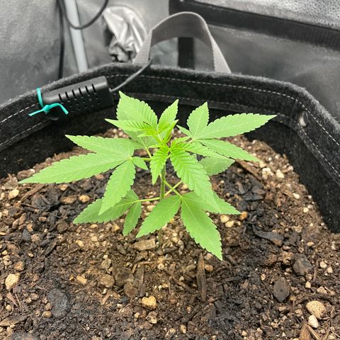 Sophie growlog photo: Sophie bophie ❤️