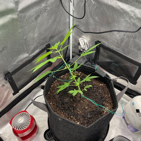 Sophie growlog photo: Topped, started LST.   Miss you little 😘 