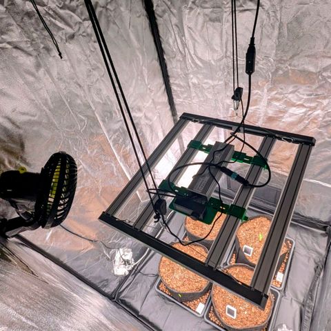 Gorilla Z growlog timeline photo