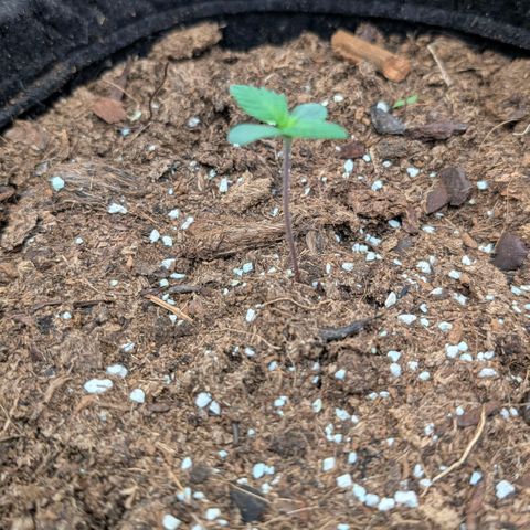 Gorilla Z growlog timeline photo