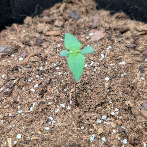 Lemon Cherry Cookies growlog timeline photo
