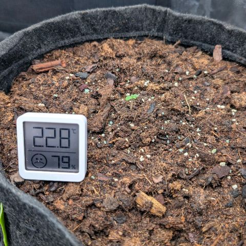 Gorilla Z growlog timeline photo