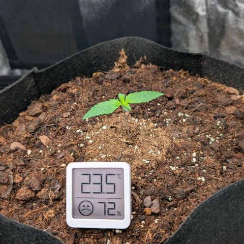 Lemon Cherry Cookies growlog timeline photo