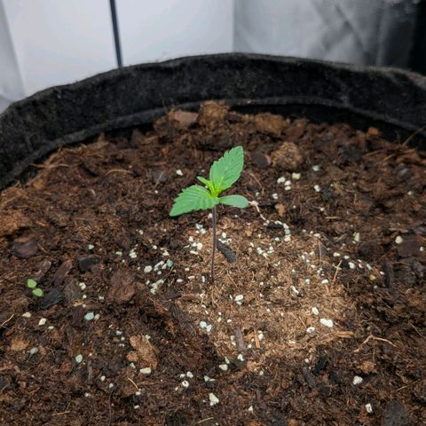 Gorilla Z growlog timeline photo