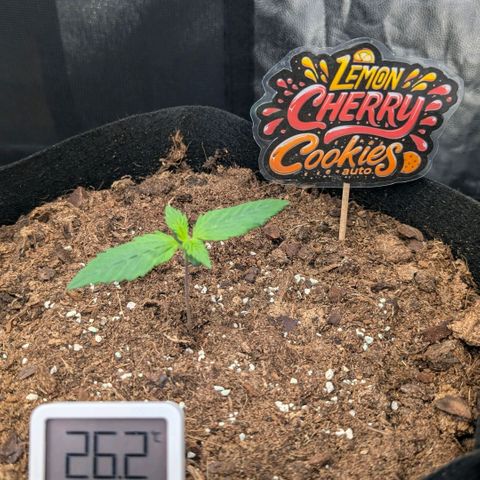 Lemon Cherry Cookies growlog timeline photo