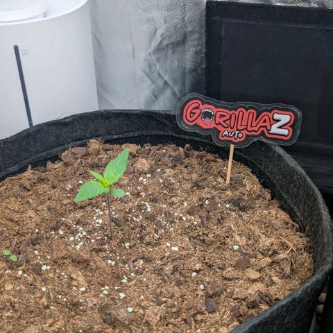 Gorilla Z growlog timeline photo