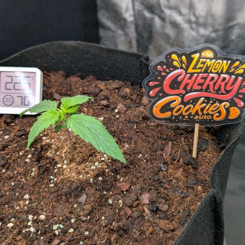 Lemon Cherry Cookies growlog timeline photo