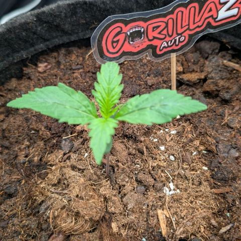 Gorilla Z growlog timeline photo