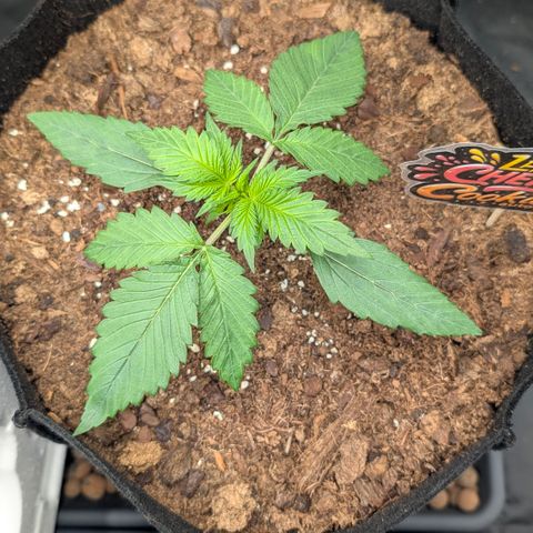 Lemon Cherry Cookies growlog timeline photo