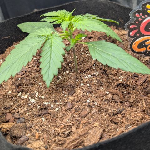 Lemon Cherry Cookies growlog timeline photo