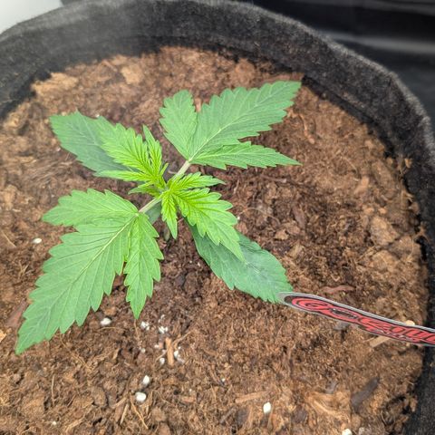 Gorilla Z growlog timeline photo