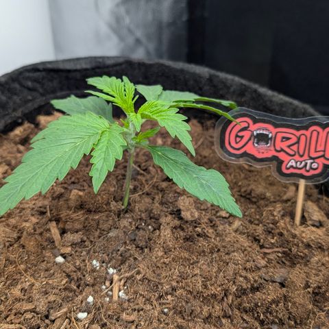 Gorilla Z growlog timeline photo