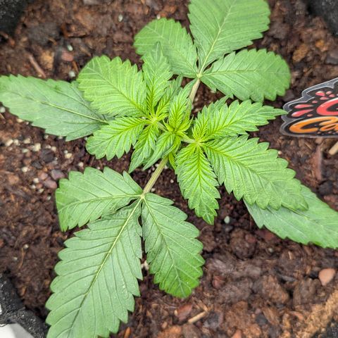 Lemon Cherry Cookies growlog timeline photo