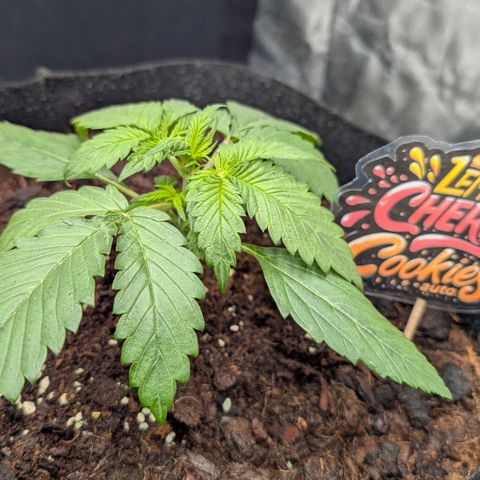 Lemon Cherry Cookies growlog timeline photo