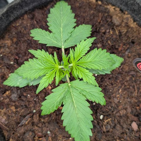 Gorilla Z growlog timeline photo