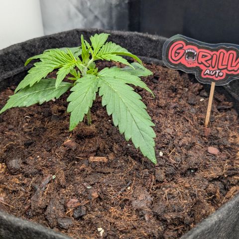 Gorilla Z growlog timeline photo