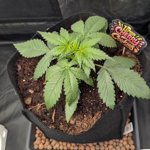 Lemon Cherry Cookies growlog photo: Wie geplant ein wenig gestretcht für LST