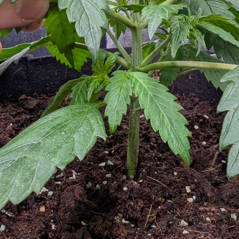 Lemon Cherry Cookies growlog photo: Wie geplant ein wenig gestretcht für LST