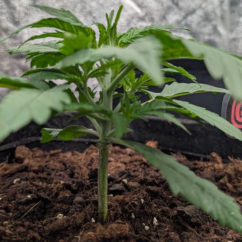 Gorilla Z growlog photo: Ein wenig gestretcht für defoliation taktik