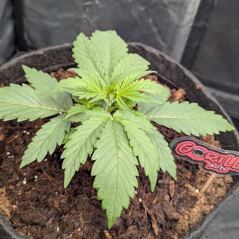 Gorilla Z growlog photo: Ein wenig gestretcht für defoliation taktik