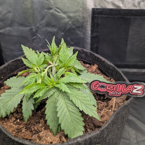 Gorilla Z growlog timeline photo