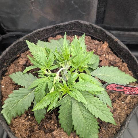 Gorilla Z growlog timeline photo