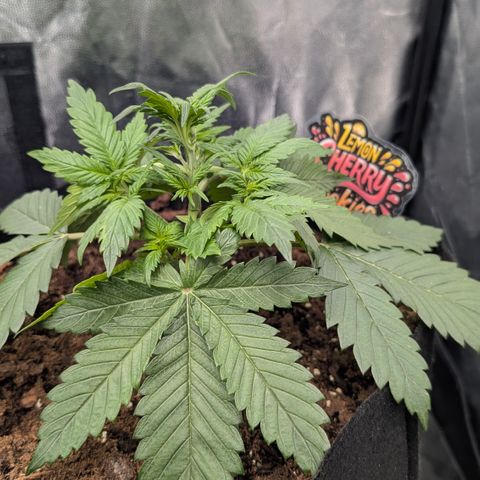 Lemon Cherry Cookies growlog timeline photo