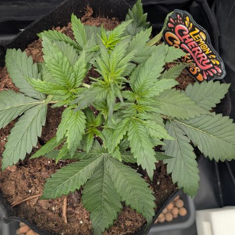 Lemon Cherry Cookies growlog timeline photo