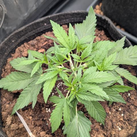 Gorilla Z growlog photo: Getoppt noch keine anzeichen auf vorblüte
