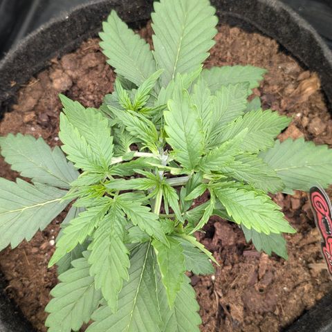 Gorilla Z growlog photo: Getoppt noch keine anzeichen auf vorblüte