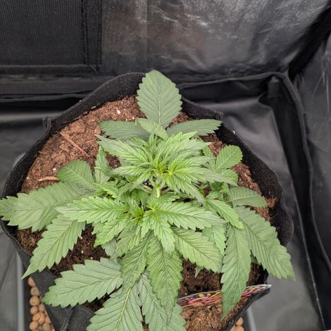 Lemon Cherry Cookies growlog photo: Noch nichts gemacht ausser leafe tucking.
Später evtl lst