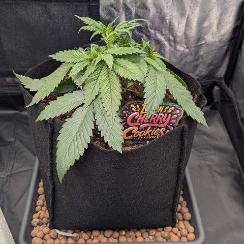 Lemon Cherry Cookies growlog photo: Noch nichts gemacht ausser leafe tucking.
Später evtl lst