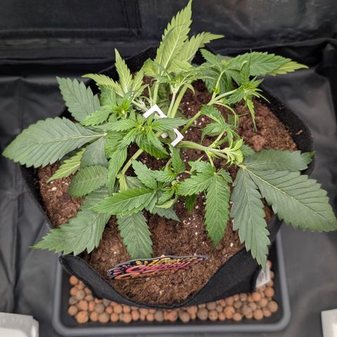Lemon Cherry Cookies growlog photo: Ebenfalls am abend noch lst nachgeholt