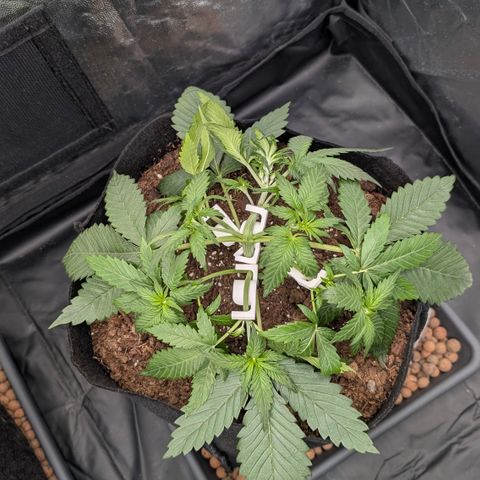 Lemon Cherry Cookies growlog photo: Lst nachjustiert und mehr clips angebracht. Vor dem Giessen!