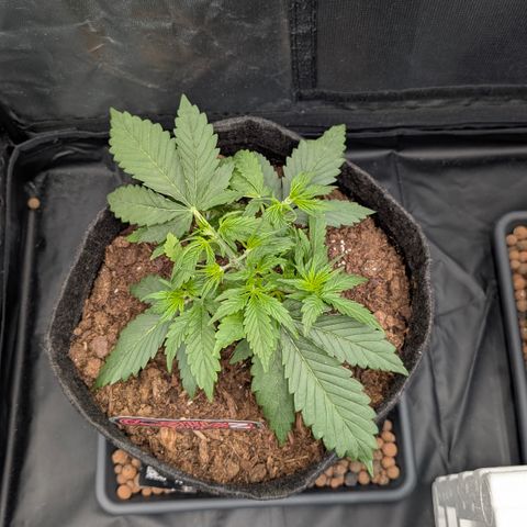 Gorilla Z growlog photo: Hat sich super vom LST erholt