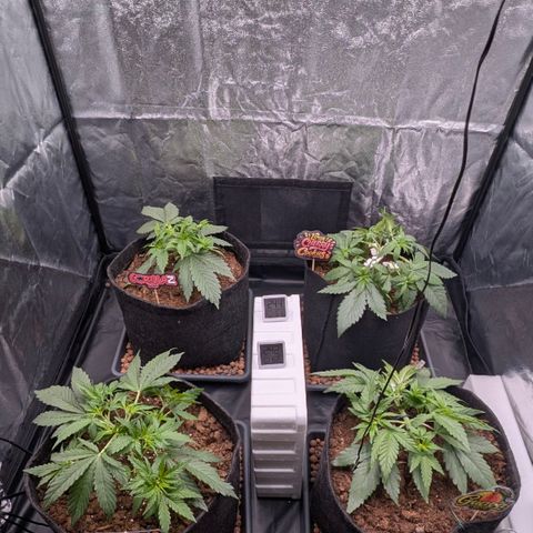 Gorilla Z growlog timeline photo