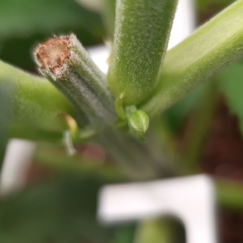 Gorilla Z growlog timeline photo