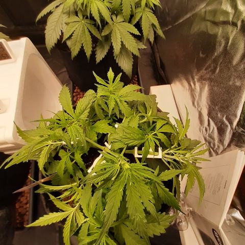 Gorilla Z growlog photo: Scheissbild. Musste altes handy nehmen da funktioniert nur weitwinkel